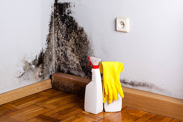 Best Same-Day Mold Removal  in Athens, GA