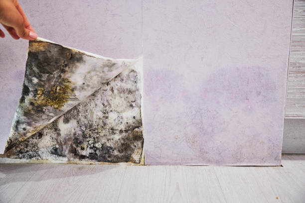 Best Toxic Mold Removal  in Athens, GA
